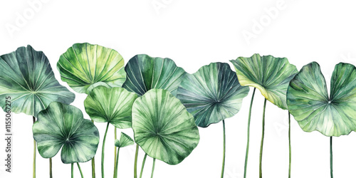 Watercolor palm leaves. Illustration of three large green lotus leaves on a white background
