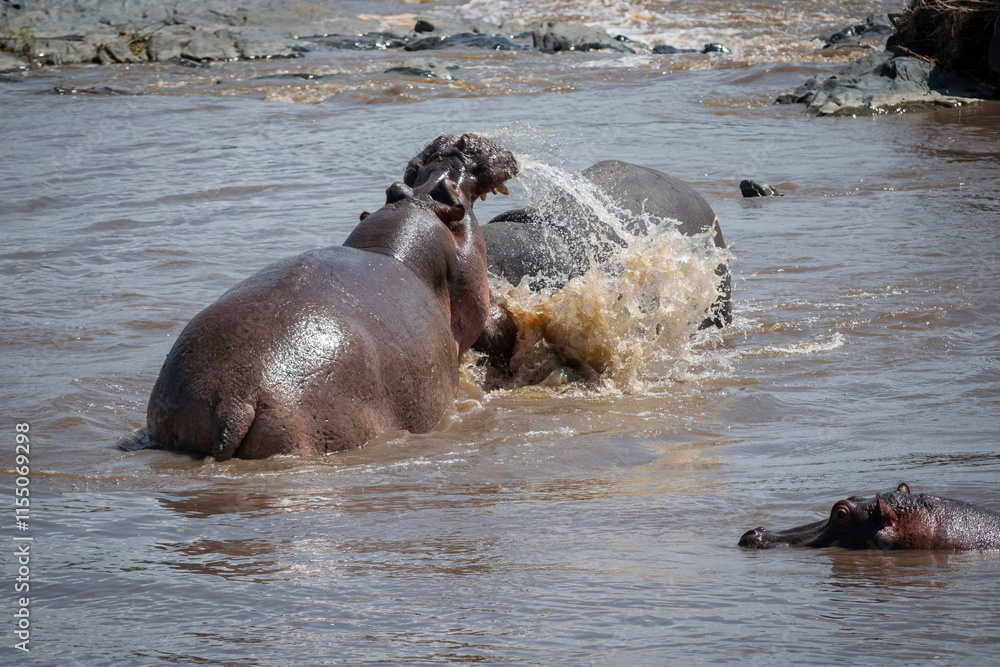 Fototapeta premium The common hippopotamus (Hippopotamus amphibius) is a large, artiodactyl, primarily herbivorous mammal that lives in Africa.
