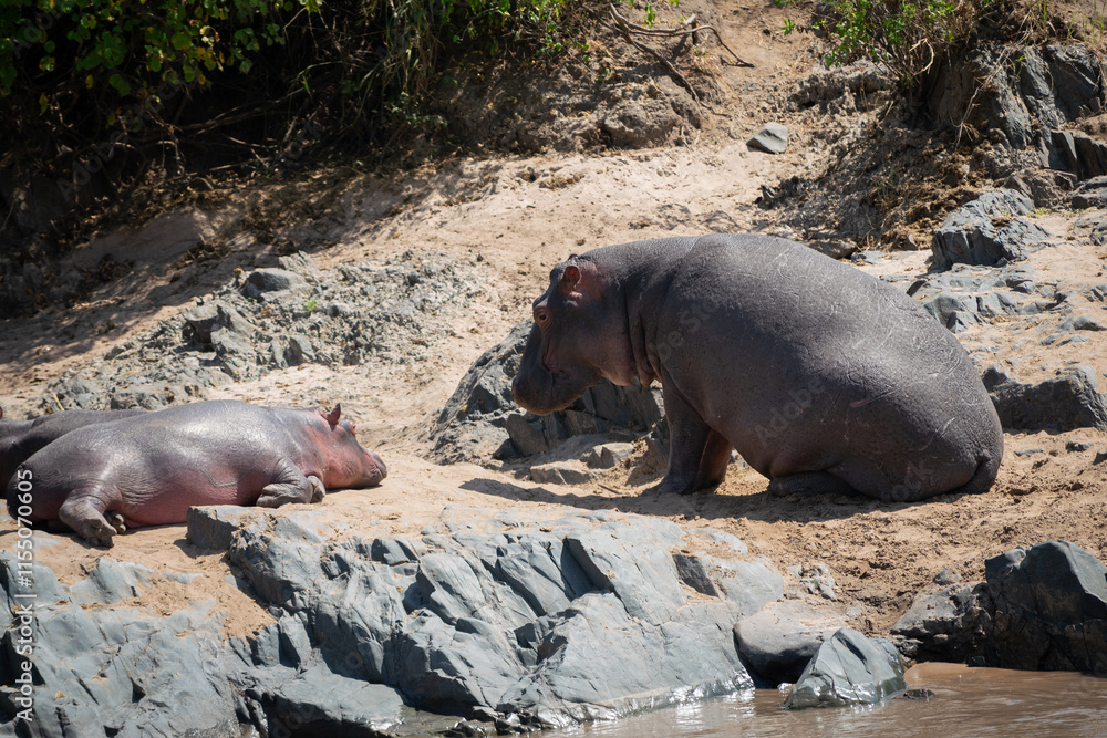 The common hippopotamus (Hippopotamus amphibius) is a large, artiodactyl, primarily herbivorous mammal that lives in Africa. The common hippopotamus (Hippopotamus amphibius) is a large, artiodactyl, primarily herbivorous mammal that lives in Africa.