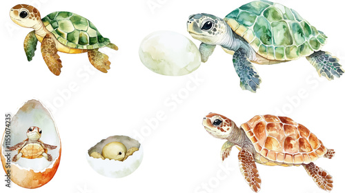 Watercolor paintings of cute baby turtles and turtles in eggs. Isolated on a white background