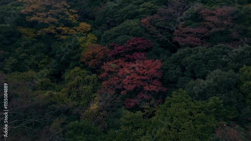 紅葉の空撮　ドローン　山に咲く