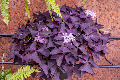 Oxalis flower. Purple leaves. Plant in pot photo