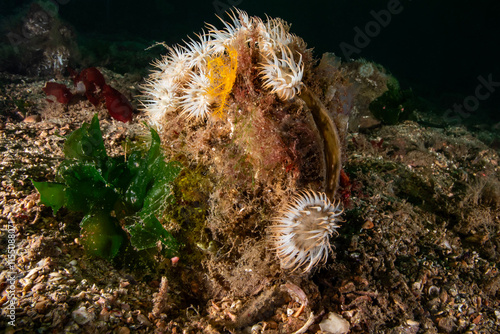 Cylista elegans and Pinna nobilis