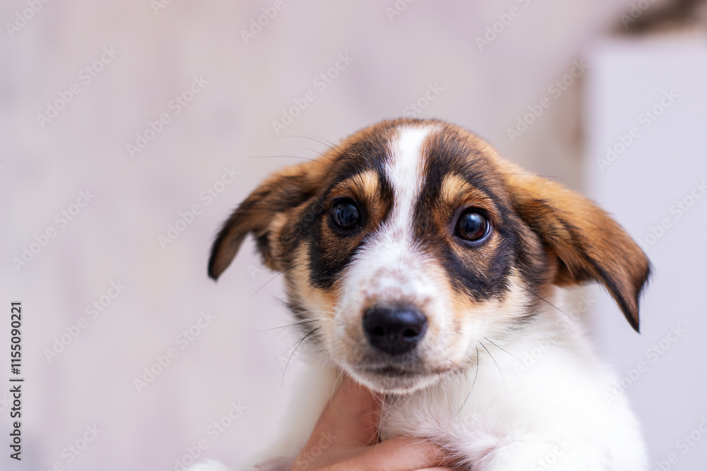 A person is gently holding a small brown and white puppy in their arms A person is gently holding a small brown and white puppy in their arms