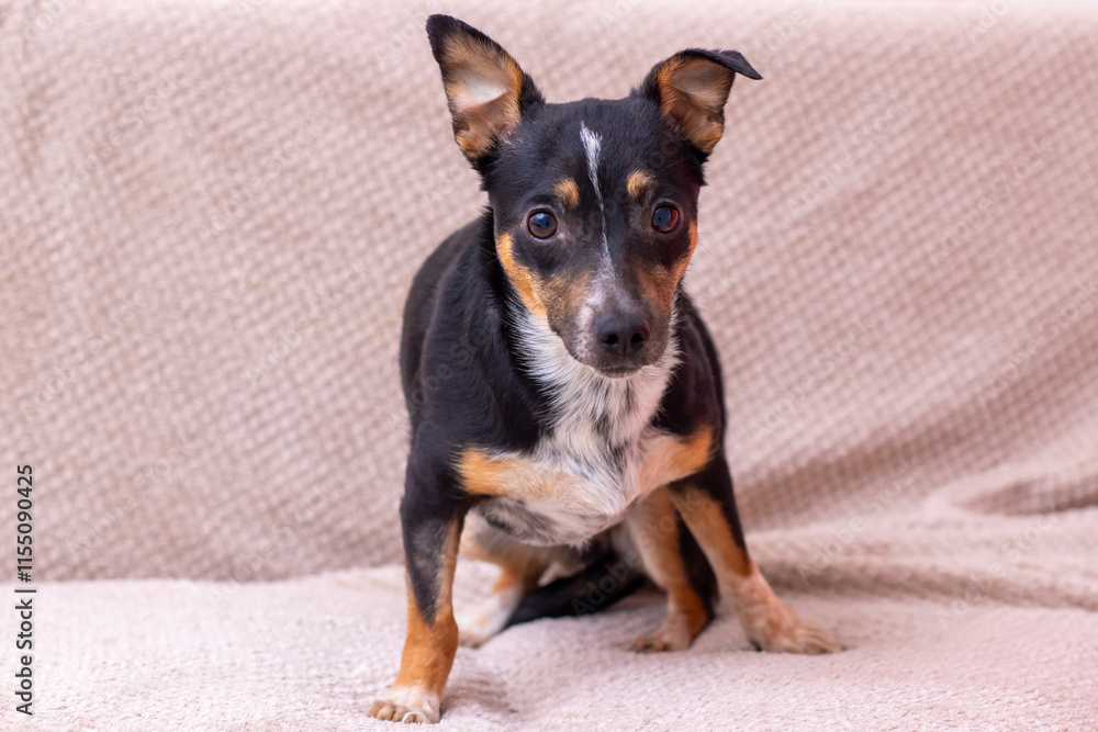 An adorable small dog is relaxing comfortably on a cozy sofa, radiating joy and happiness An adorable small dog is relaxing comfortably on a cozy sofa, radiating joy and happiness
