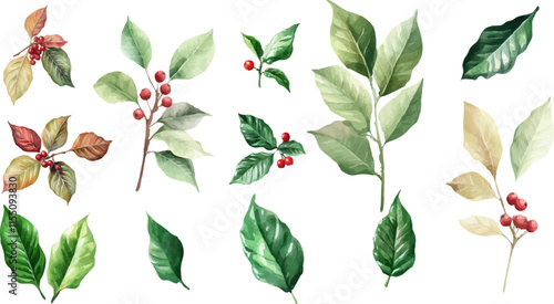 Set of watercolor coffee leaves and red berries on a white background
