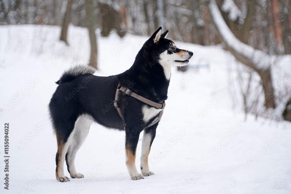 Winter photos of a dog. Shiba Inu black Winter photos of a dog. Shiba Inu black