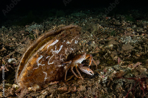 Callinectes sapidus and Pinna nobilis photo