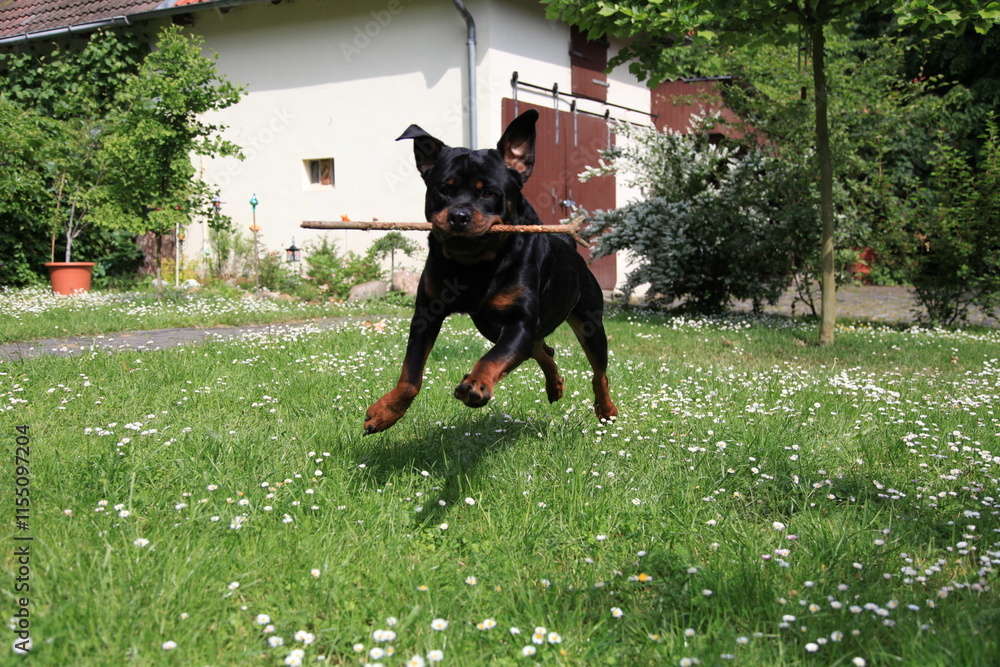 Hund Rottweiler spielt im Frühling zwischen Bluem im Garten Hund Rottweiler spielt im Frühling zwischen Bluem im Garten