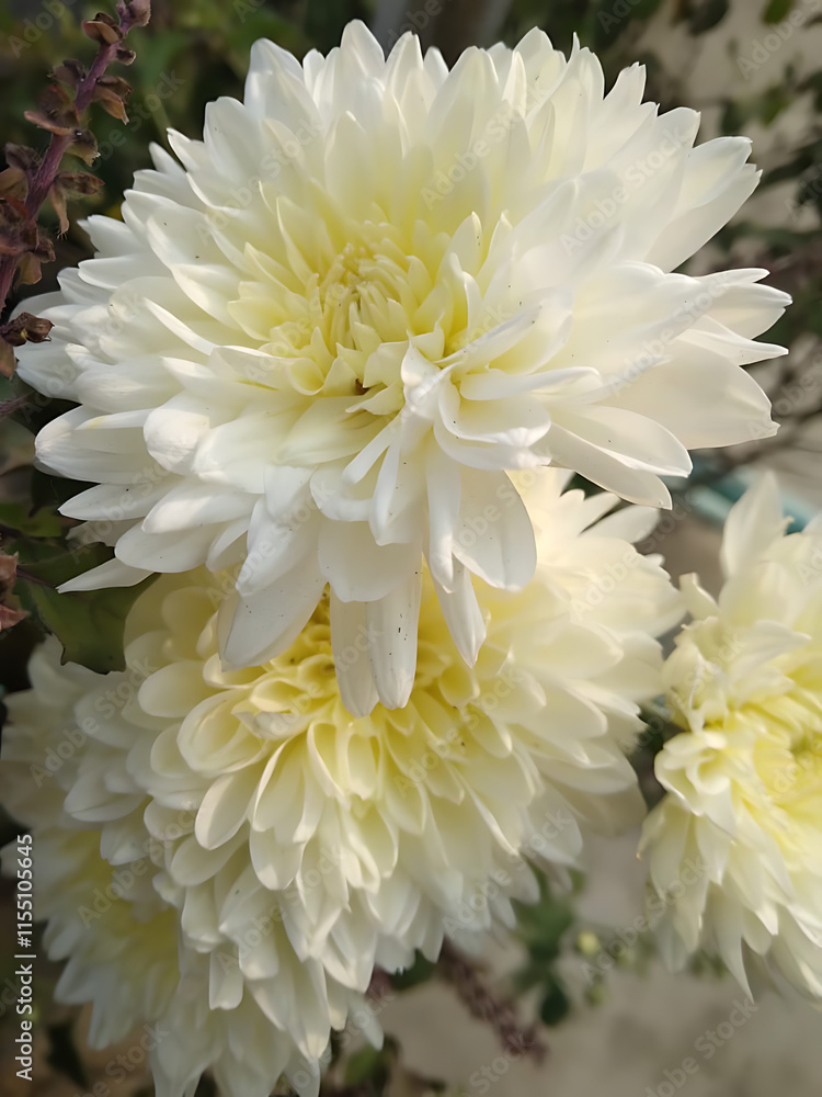 White flower White flower
