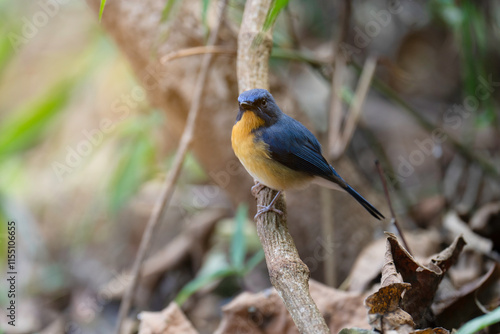 Tickell's Blue Flycatcher male birdwatching in the forest photo