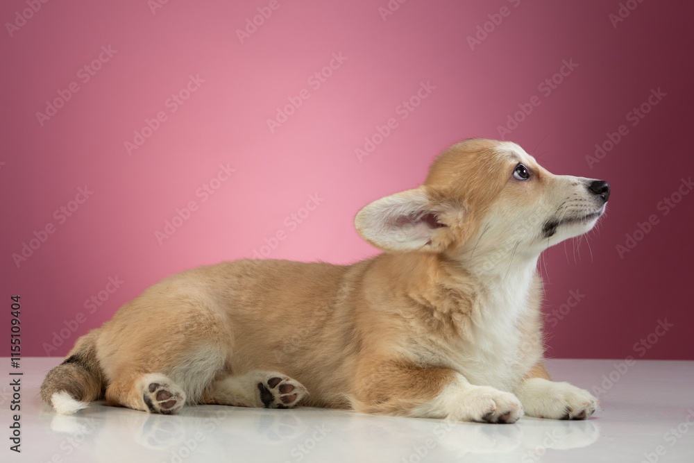 studio portrait of a Pembroke Welsh Corgi studio portrait of a Pembroke Welsh Corgi