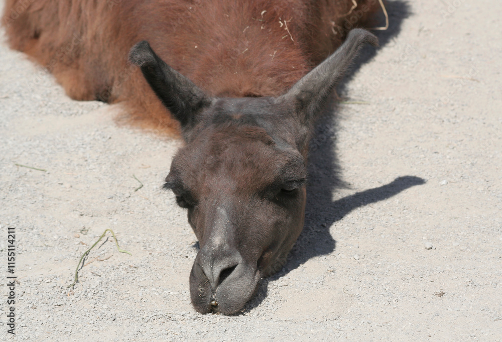 Fototapeta premium Cute Brown Llama Animal laying on ground in a hot summer day at Farm in Indianapolis, IN, USA