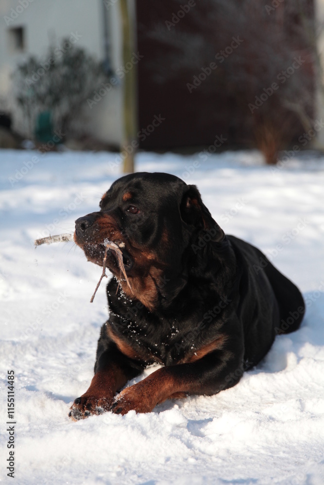 Rottweiler liegt im Schnee und spielt mit seinem Stöckchen Rottweiler liegt im Schnee und spielt mit seinem Stöckchen