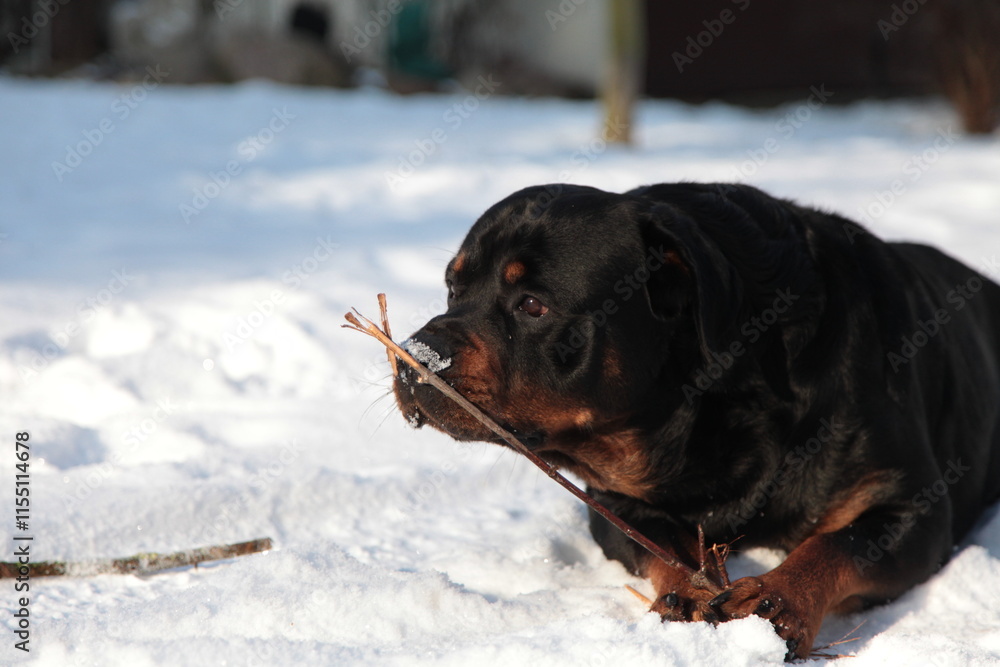 Rottweiler Hund spielt draußen im Schnee Rottweiler Hund spielt draußen im Schnee