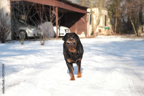 Rottweiler speilt im Winter im Schnee mit Stock im Maul photo