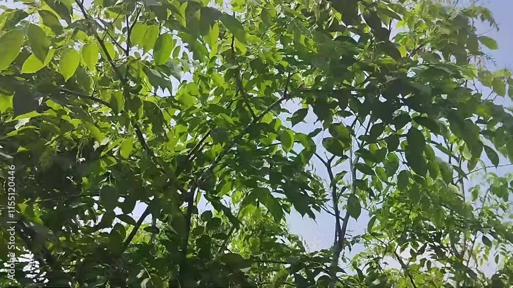 Green leaves swaying in the bright morning breeze Green leaves swaying in the bright morning breeze