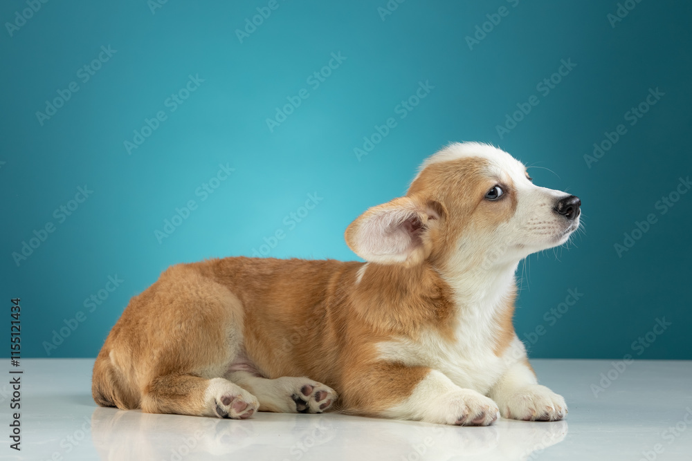 studio portrait of a Pembroke Welsh Corgi studio portrait of a Pembroke Welsh Corgi