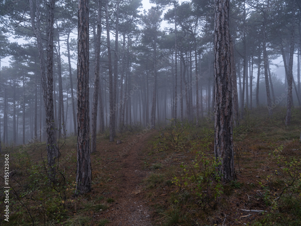 misty autumn forest misty autumn forest
