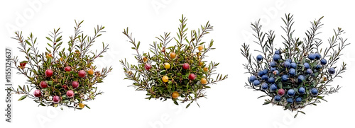 Midgen berry plants isolated on PNG background photo