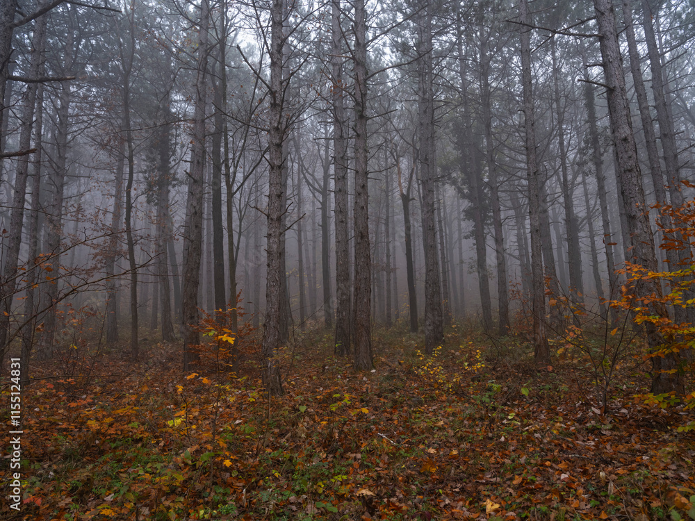 misty autumn forest