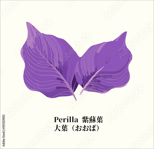 Purple Perilla Leaves Shiso Japanese Herb Drawing Asian Culinary Oriental Medicine Plant sushi sashimi