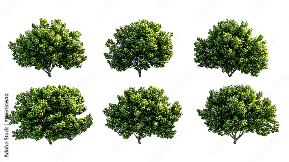 Fototapeta premium Cathay poplar plants PNG