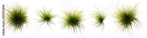 New zealand hair sedge trees shape top view PNG