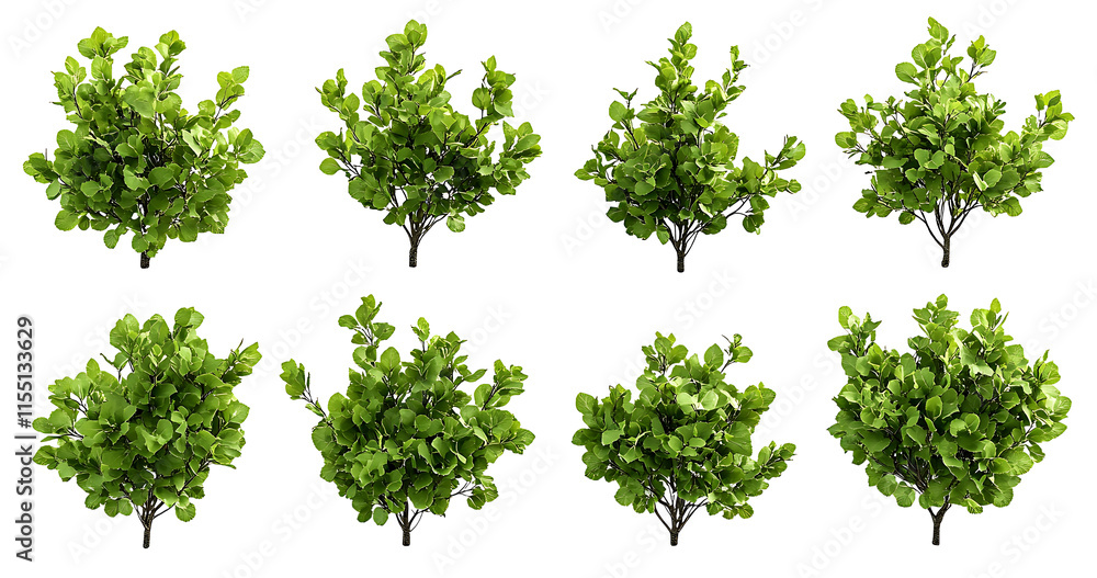 Fototapeta premium Cathay poplar plants PNG