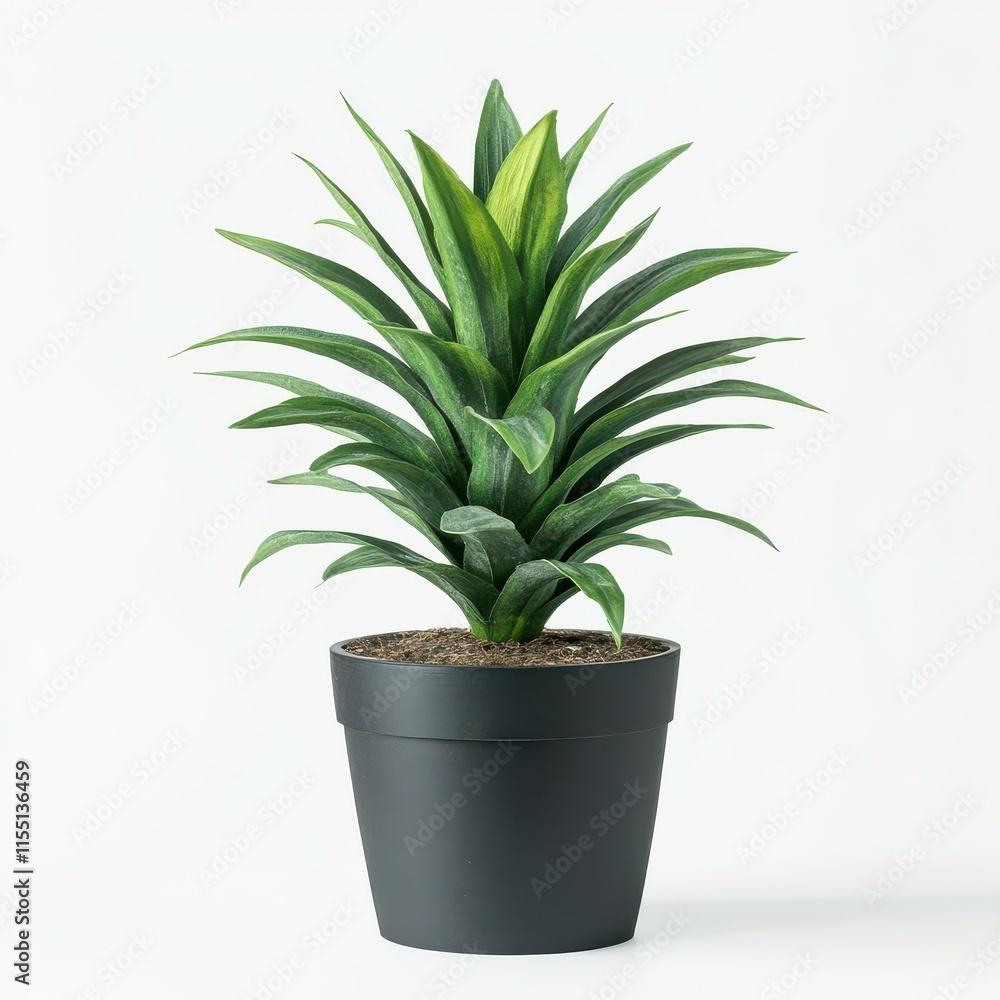 Dracaena Marginata Plant in Black Pot Dracaena Marginata Plant in Black Pot