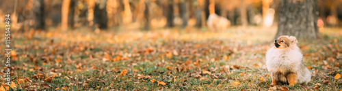 Young Red Puppy Pomeranian Spitz Puppy Dog Play Outdoor In Autumn Grass