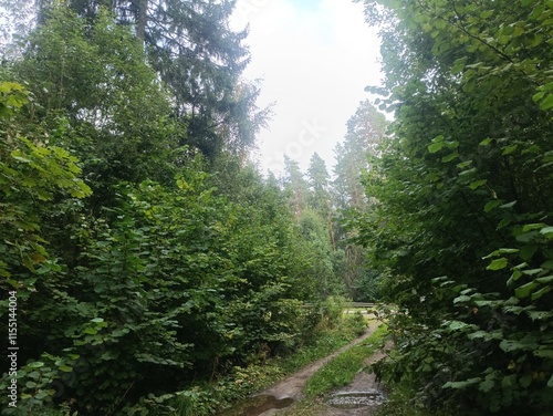 Kurtuvenai regional park during cloudy day. Pine tree forest. Footpath in woodland. Moss growing on soil. Some small grass and tress growing in woods. Summer season. Kurtuvenu regioninis parkas. photo