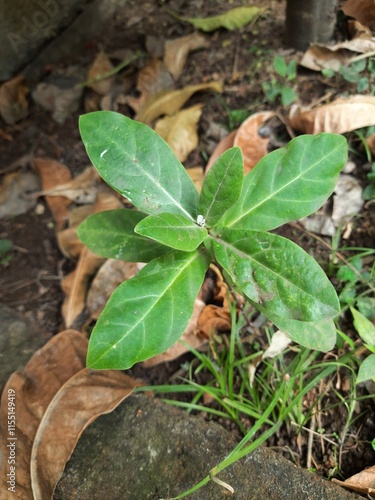 Calotropis gigantea plant. Its other names is crown flower, Giant milkweed, Bowstring hemp, Swallow wort, and Asclepiad tree. This plant is used in many Ayurvedic medicines.  photo