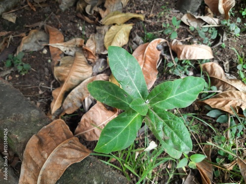 Calotropis gigantea plant. Its other names is crown flower, Giant milkweed, Bowstring hemp, Swallow wort, and Asclepiad tree. This plant is used in many Ayurvedic medicines.  photo