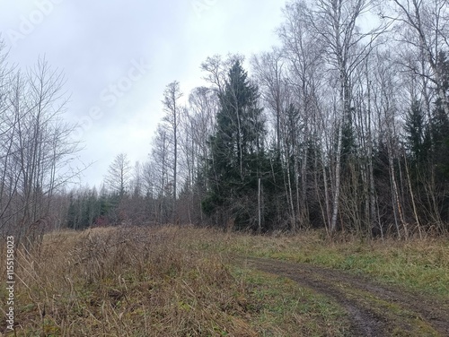 Forest in Siauliai county during cloudy late autumn day. Oak and birch tree woodland. Cloudy day with white clouds in blue sky. Bushes are growing in woods. Nature. Fall season. Miskas. photo