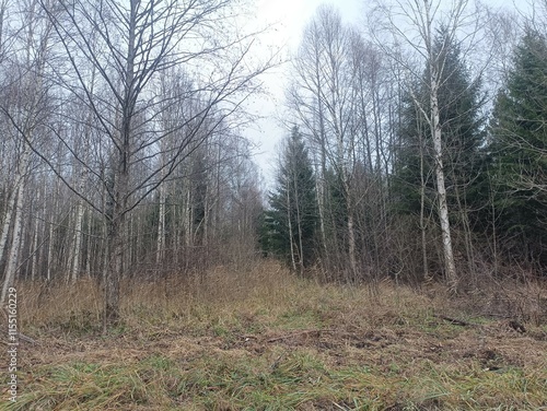 Forest in Siauliai county during cloudy late autumn day. Oak and birch tree woodland. Cloudy day with white clouds in blue sky. Bushes are growing in woods. Nature. Fall season. Miskas. photo