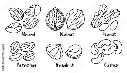 Collection of different nuts, outline. Peanut, walnut, hazelnut, pistachio, almond and cashew. Concept of healthy food. Products for snack. Line icons. Hand drawn sketches, doodle, vector illustration