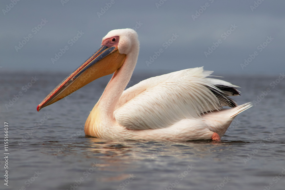 Fototapeta premium Great white pelican on a blue lagoon on a sunny morning