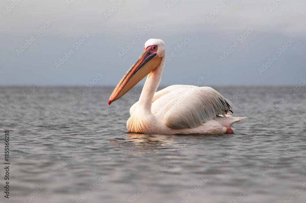 Great white pelican on a blue lagoon on a sunny morning Great white pelican on a blue lagoon on a sunny morning