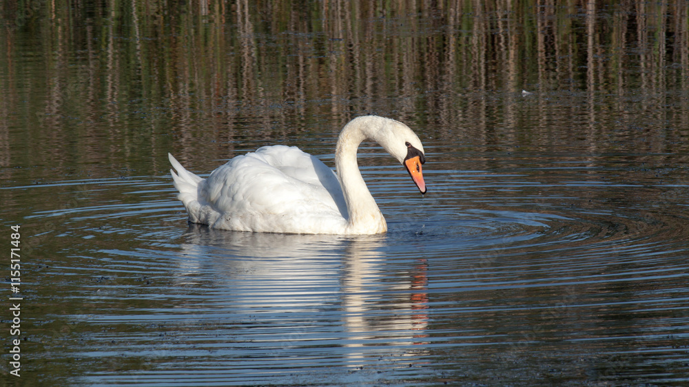 Fototapeta premium swan on the lake