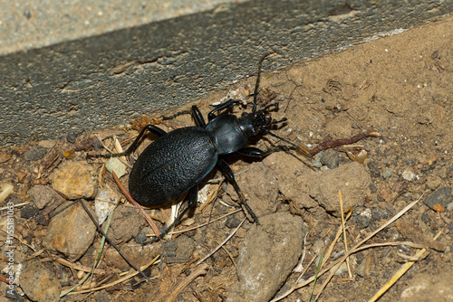 Wallpaper Mural Lederlaufkäfer (Carabus coriaceus)	 Torontodigital.ca