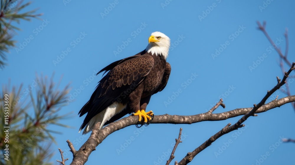 A majestic bald eagle perched on a tree branch A majestic bald eagle perched on a tree branch