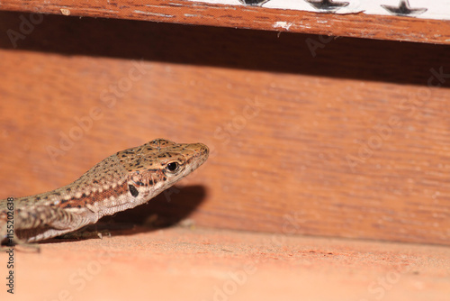 natural brown lizard Lacertilia photo photo