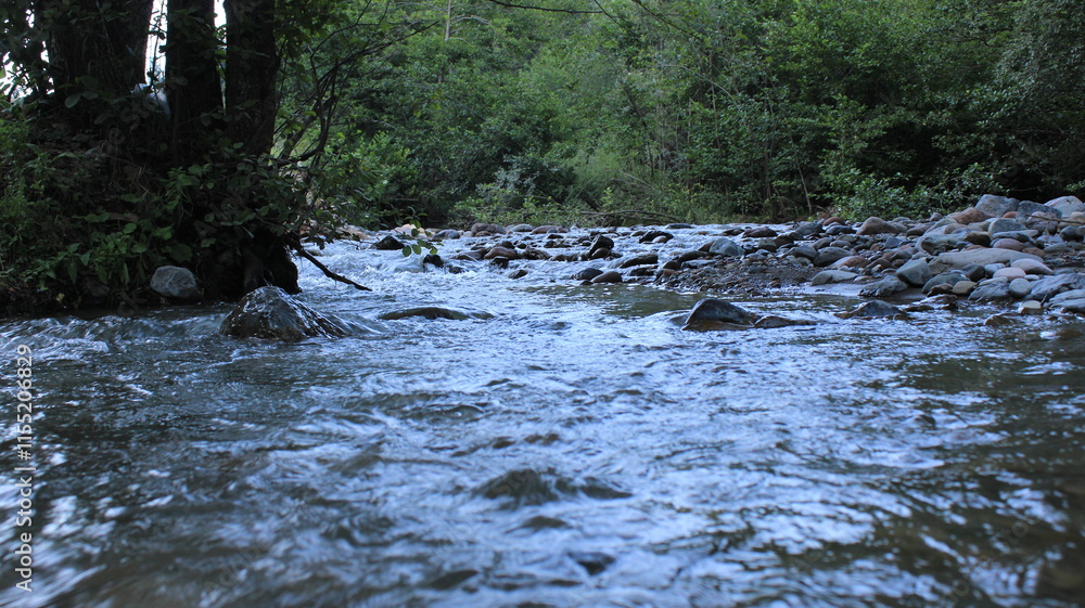 Fototapeta premium green trees forest landscape photo