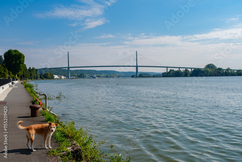 brown dog near bank over river Seine in Caudebec-en-Caux in France