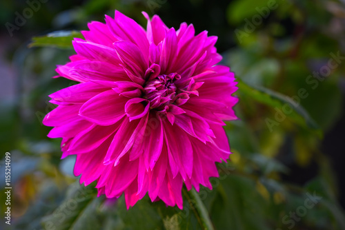 close-up of purple Dahlia flower