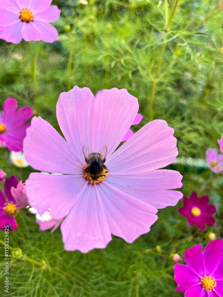 Fototapeta premium Blooming Cosmos in the summer flower garden. Graceful plants with white, pink, red, purple flowers.Floral background.