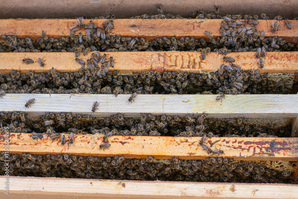 Beekeeping activity reveals a busy hive teeming with honey bees in a wooden frame Beekeeping activity reveals a busy hive teeming with honey bees in a wooden frame