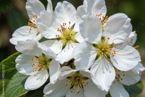 Cluster of white flowers in full bloom stamens photo