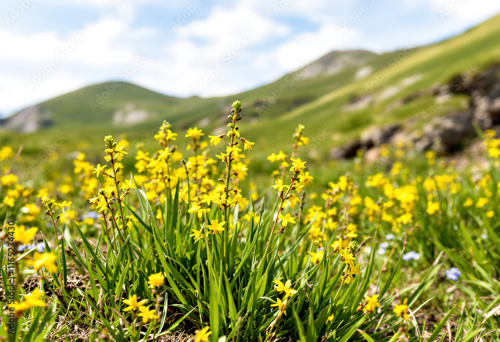 Fototapeta premium Alpine highlands. Alpine green summer meadow with blooming yellow flowers. Alpine highlands. Blooming meadow of the highlands.
